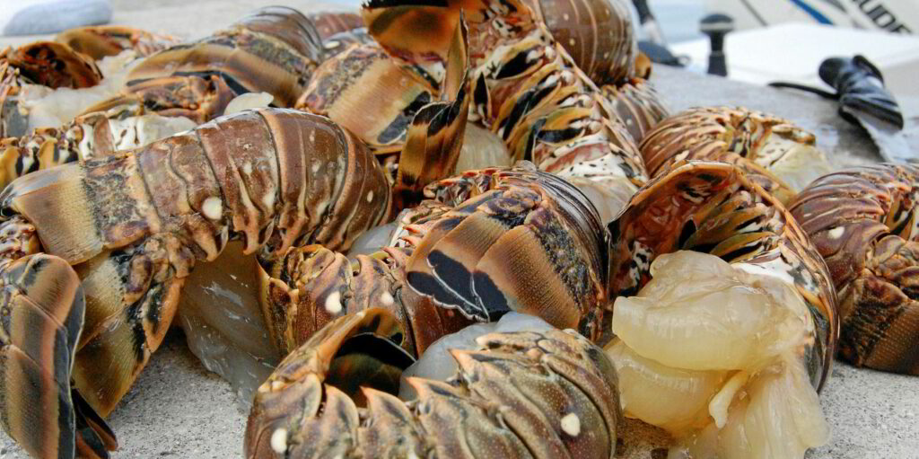 "The Bahamian Spiny Lobster"