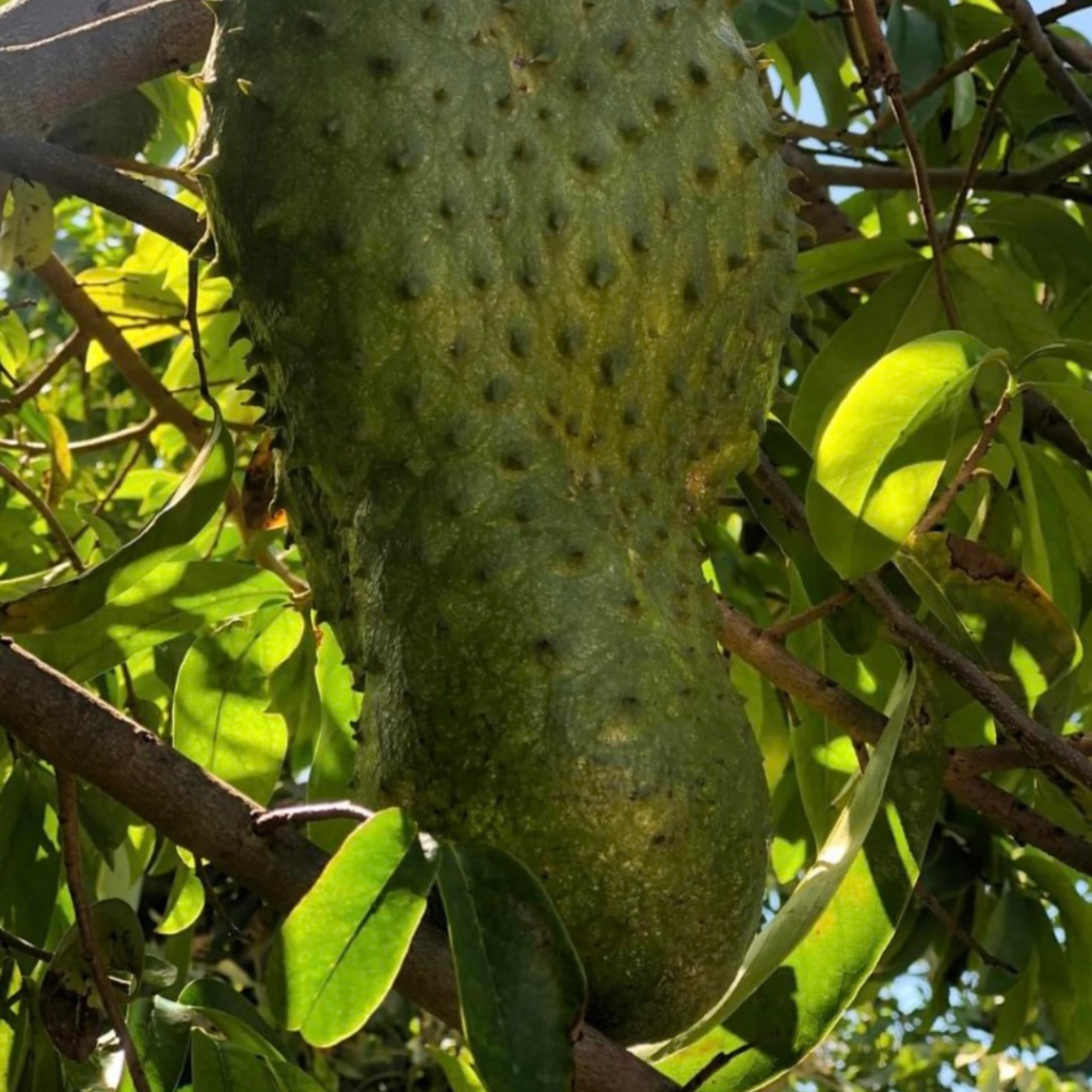 "Soursop fruit on tree"