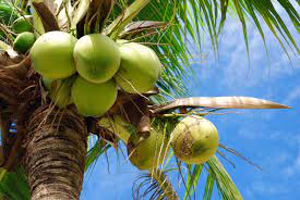 "Coconut Tree with coconuts"