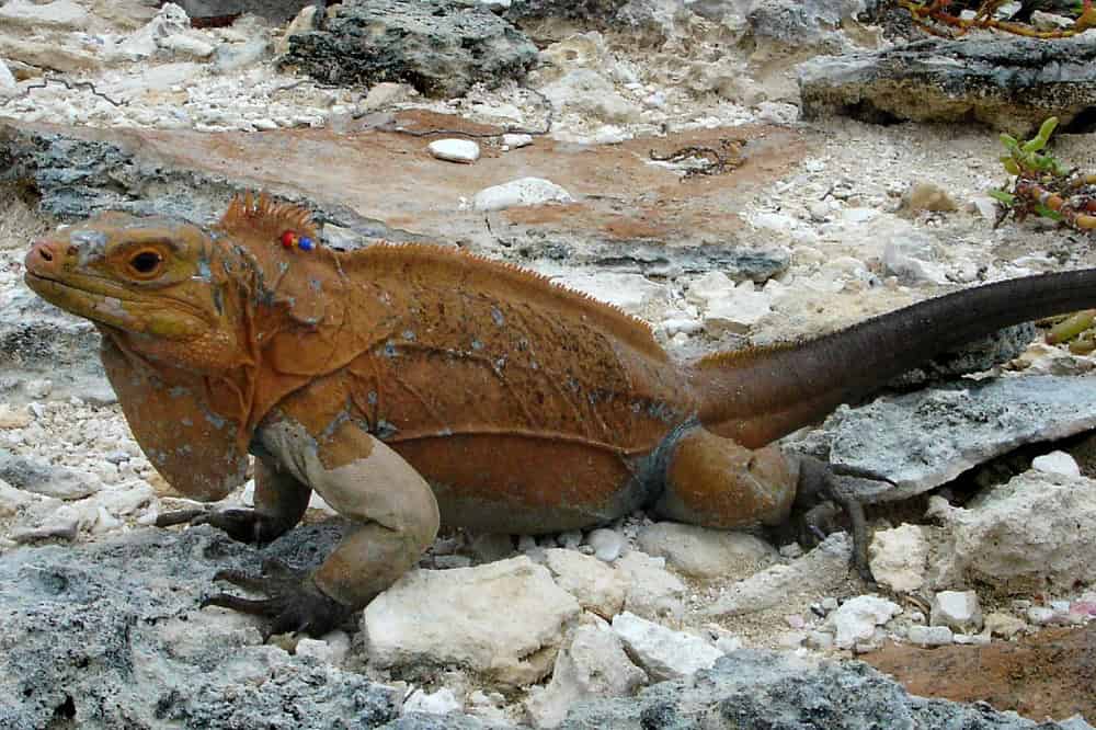 a lizard on the rocks